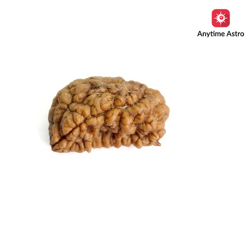 Natural 1 Mukhi Rudraksha