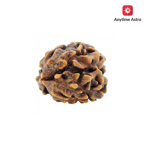 Three Mukhi Rudraksha
