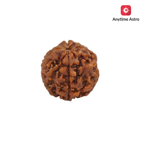 Natural Nepali 4 Mukhi Rudraksha