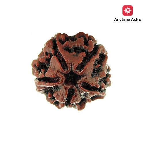 Five Mukhi Rudraksha