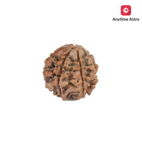Natural Nepali 6 Mukhi Rudraksha