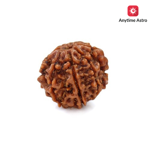 Seven Mukhi Rudraksha 10.90 carat