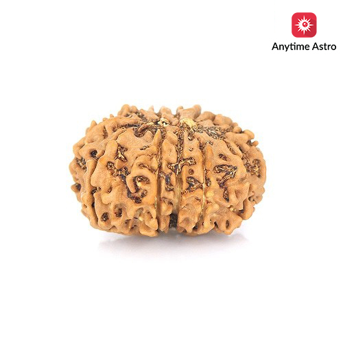 Natural Nepali 12 Mukhi Rudraksha