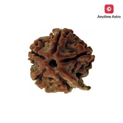 Ganesh Rudraksha